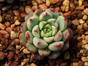 网友爆料多肉植物视频,多肉植物生长全过程，美得令人惊叹！